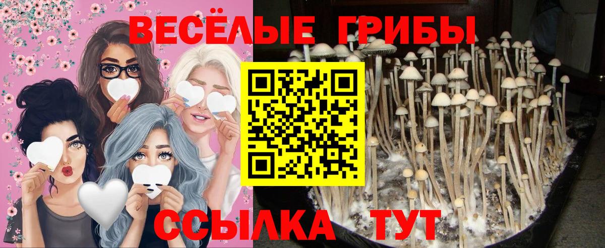 Псилоцибиновые грибы мицелий Хасавюрт